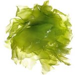 algae biocide