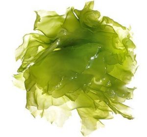 algae biocide